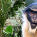 Nieuwe diersoorten en verhuizingen in Artis: dit gaat er veranderen