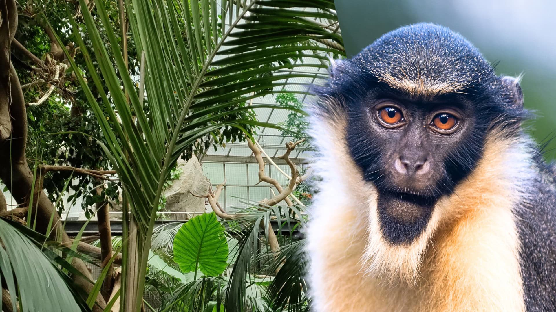 Nieuwe diersoorten en verhuizingen in Artis: dierentuin verandert in rap tempo