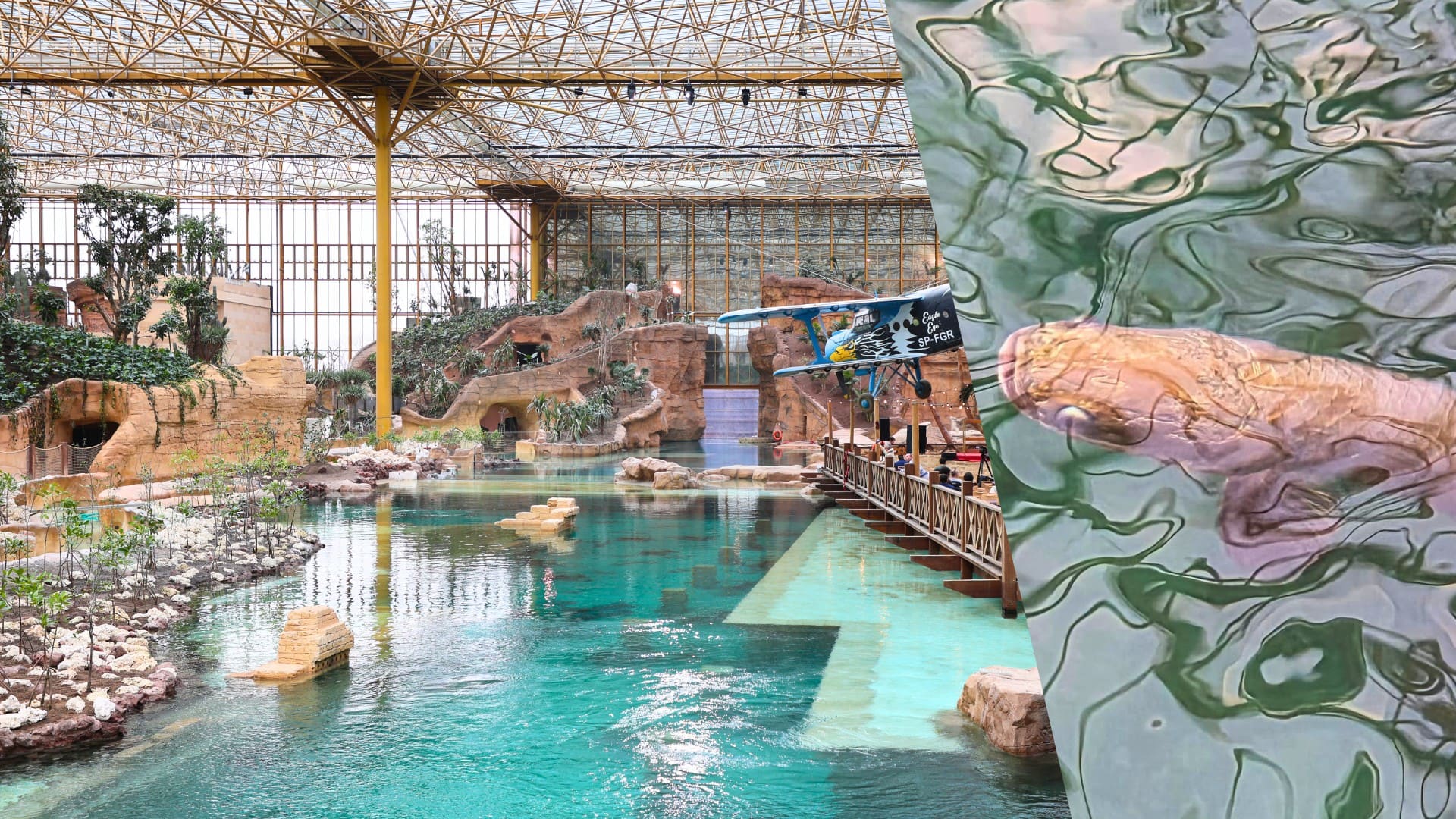 Een van de grootste zoetwatervissen ter wereld geïntroduceerd in megakas Pairi Daiza