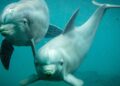 Tv-programma duikt in nasleep van Dolfinarium-rel: experts en betrokkenen aan het woord