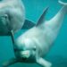 Tv-programma duikt in nasleep van Dolfinarium-rel: experts en betrokkenen aan het woord