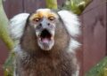 Spoedvragen ingediend over handhaving Texel Zoo: ‘Ze willen ons weghebben’