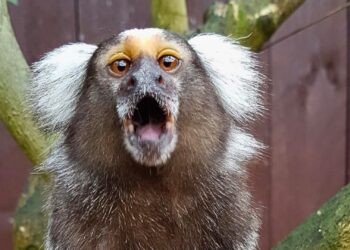 Spoedvragen ingediend over handhaving Texel Zoo: ‘Ze willen ons weghebben’