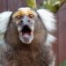Spoedvragen ingediend over handhaving Texel Zoo: ‘Ze willen ons weghebben’