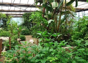 Eigenaar Nederlandse vlindertuin beledigt bezoekers die negatieve recensies schrijven
