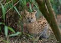 Serval ontsnapt ook in dierentuin na eerdere uitbraken bij particulieren