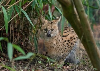 Serval ontsnapt ook in dierentuin na eerdere uitbraken bij particulieren