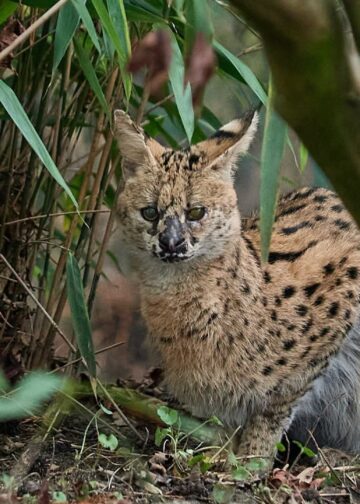 Serval ontsnapt ook in dierentuin na eerdere uitbraken bij particulieren