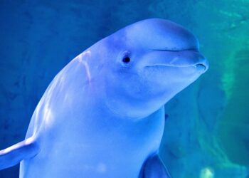 Mogelijk meer beloega’s naar Europa: Spaanse dierentuin aast op dieren uit Canada