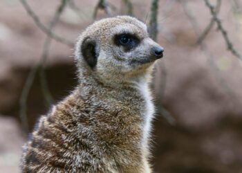 Kamervragen gesteld over euthanasie stokstaartjes in Diergaarde Blijdorp