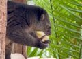 Pairi Daiza haalt na sterfgeval opnieuw zeldzame beerkoeskoes binnen