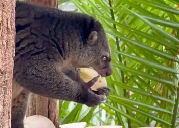 Pairi Daiza haalt na sterfgeval opnieuw zeldzame beerkoeskoes binnen