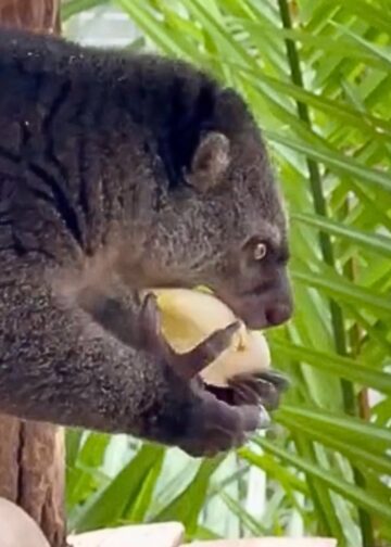 Pairi Daiza haalt na sterfgeval opnieuw zeldzame beerkoeskoes binnen