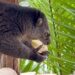 Pairi Daiza haalt na sterfgeval opnieuw zeldzame beerkoeskoes binnen