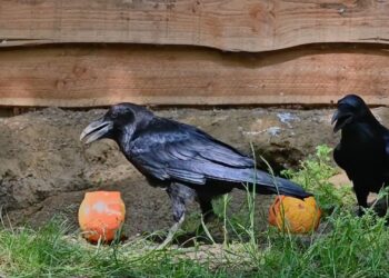 Omstreden dierentuin Pakawi Park krijgt raven uit de Efteling