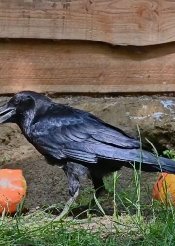 Omstreden dierentuin Pakawi Park krijgt raven uit de Efteling