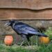 Omstreden dierentuin Pakawi Park krijgt raven uit de Efteling