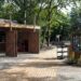 ZooParc Overloon neemt nieuw horecapunt in gebruik: uitzicht op dwergnijlpaarden