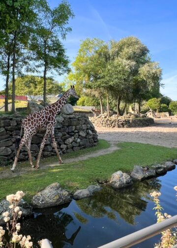 Artis wil nieuwe diersoort toevoegen aan savannegebied: eerste dieren gearriveerd