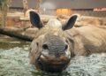 Bezoekersaantal van best bezochte dierentuin van Europa fors gedaald