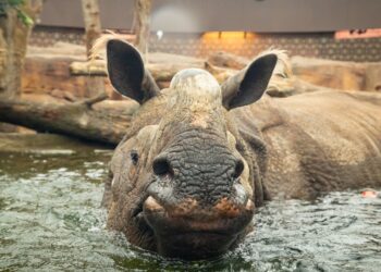 Bezoekersaantal van best bezochte dierentuin van Europa fors gedaald