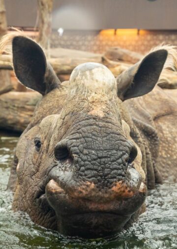 Bezoekersaantal van best bezochte dierentuin van Europa fors gedaald