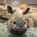 Bezoekersaantal van best bezochte dierentuin van Europa fors gedaald