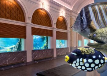Artis opent vernieuwd aquarium: 250 diersoorten, tientallen aquaria en een investering van 50 miljoen euro