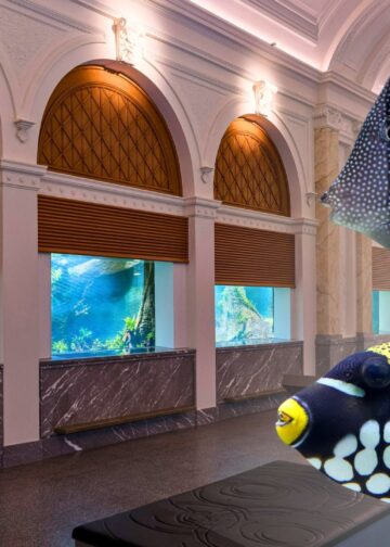 Artis opent vernieuwd aquarium: 250 diersoorten, tientallen aquaria en een investering van 50 miljoen euro