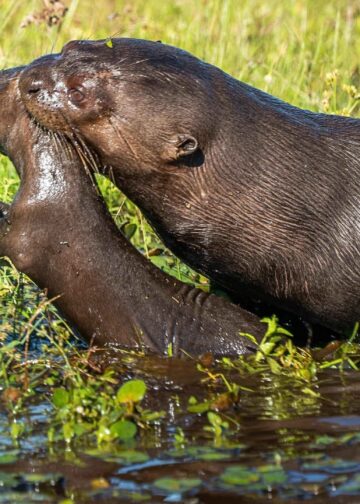 Europese dierentuinen investeerden 59 miljoen euro in natuur- en soortbehoudsprojecten