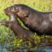 Europese dierentuinen investeerden 59 miljoen euro in natuur- en soortbehoudsprojecten
