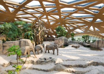 Dierentuin verdedigt sterfte van vijf olifantenkalfjes: ‘Kan ook in wild voorkomen’