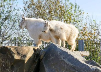 Sneeuwgeit verdwijnt in rap tempo uit dierentuinen: laatste Nederlandse houder stopt
