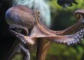 Dierenactivisten richten pijlen nu ook op octopussen: ‘Horen niet in gevangenschap’