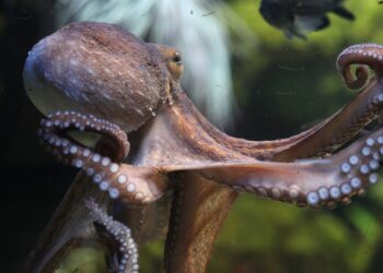 Dierenactivisten richten pijlen nu ook op octopussen: ‘Horen niet in gevangenschap’