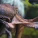 Dierenactivisten richten pijlen nu ook op octopussen: ‘Horen niet in gevangenschap’