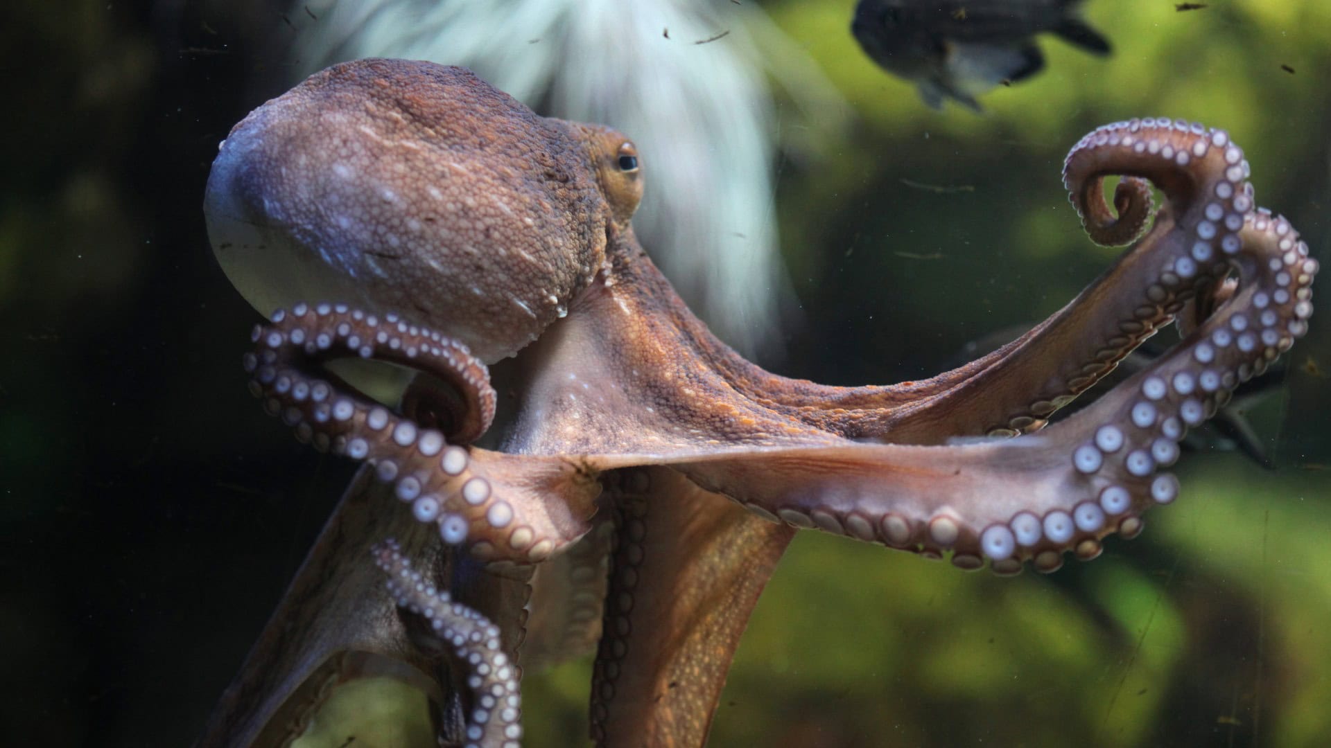 Dierenactivisten richten pijlen nu ook op octopussen: ‘Horen niet in gevangenschap’