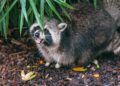 Artis stopt met wasberen: dierentuin wil soort niet meer houden