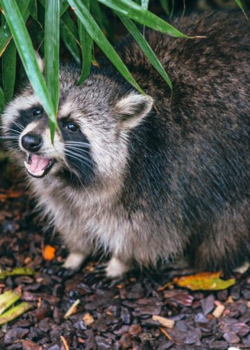 Artis stopt met wasberen: dierentuin wil soort niet meer houden