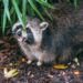 Artis stopt met wasberen: dierentuin wil soort niet meer houden