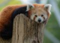 ZooParc Overloon op de vingers getikt door branchevereniging EAZA: lidmaatschap teruggeschroefd