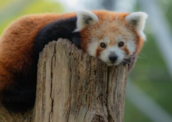 ZooParc Overloon op de vingers getikt door branchevereniging EAZA: lidmaatschap teruggeschroefd