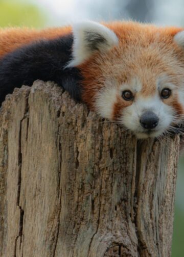 ZooParc Overloon op de vingers getikt door branchevereniging EAZA: lidmaatschap teruggeschroefd