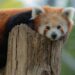 ZooParc Overloon op de vingers getikt door branchevereniging EAZA: lidmaatschap teruggeschroefd