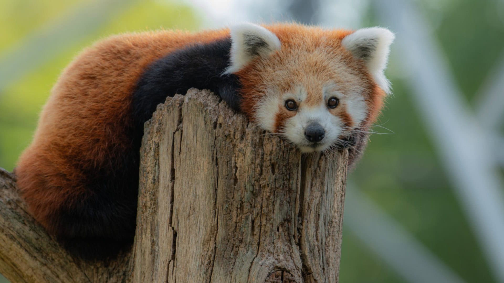 ZooParc Overloon op de vingers getikt door branchevereniging EAZA: lidmaatschap teruggeschroefd