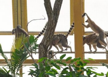 Maki’s bungelen boven jaguarverblijf in nieuwe tropische kas Pairi Daiza