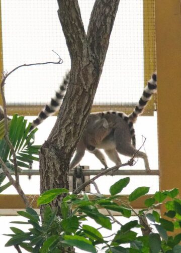 Maki’s bungelen boven jaguarverblijf in nieuwe tropische kas Pairi Daiza