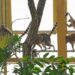 Maki’s bungelen boven jaguarverblijf in nieuwe tropische kas Pairi Daiza