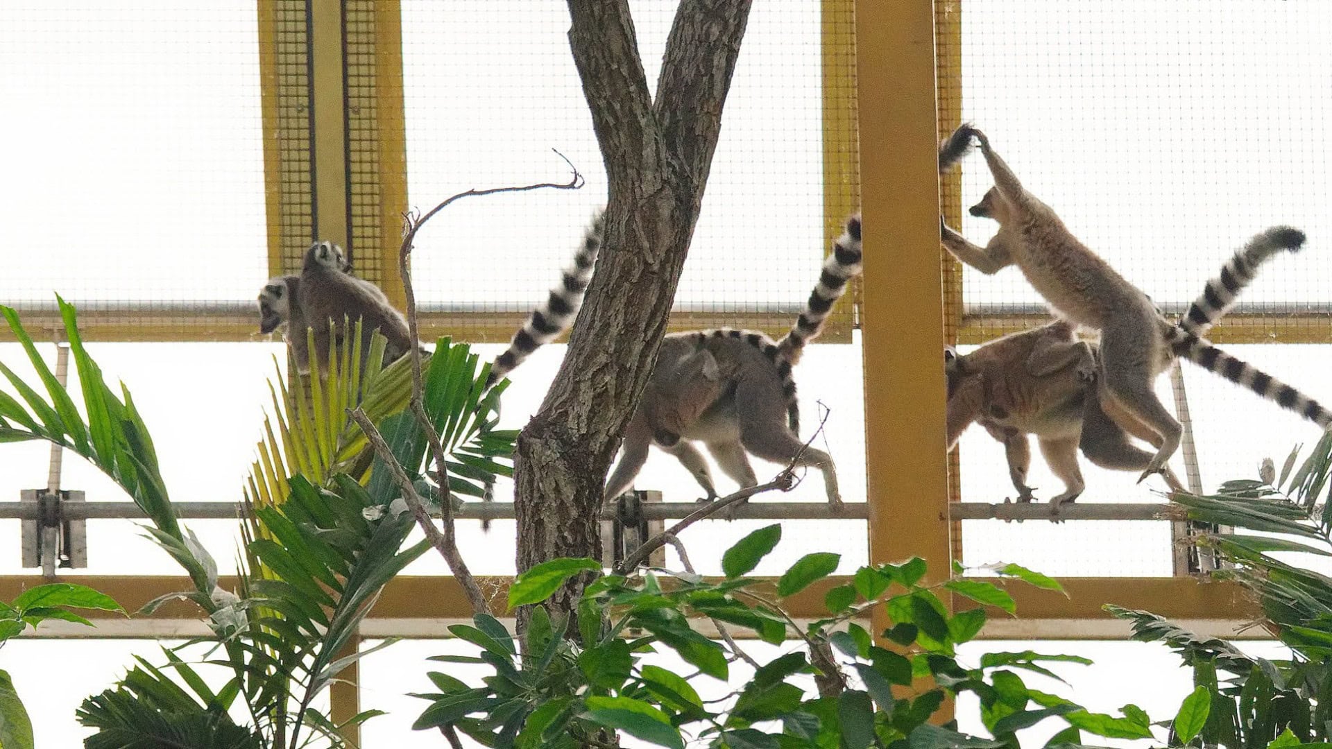Maki’s bungelen boven jaguarverblijf in nieuwe tropische kas Pairi Daiza