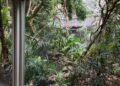 Dianameerkatten na lange afwezigheid weer te zien in Artis